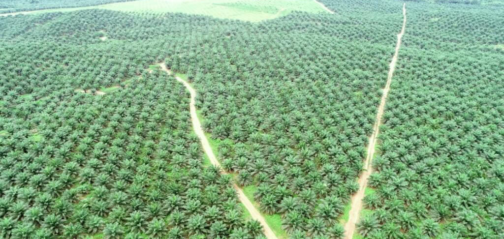 Sustainable Plantations Sustainable Plantations