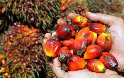 Why Nigeria must protect PZ Wilmar, Okomu, Presco’s investments